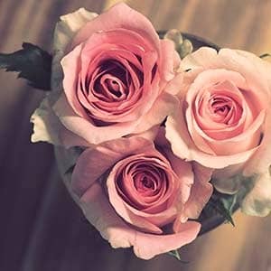 Strauß zartrosa Rosen